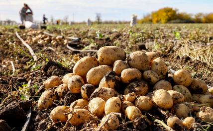 Где картошка наша? Россия пойдёт на поклон к батьке Лукашенко и африканскому другу Сиси Где картошка наша? Россия пойдёт на поклон к батьке Лукашенко и африканскому другу Сиси