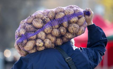 Картофельный капкан: &laquo;Второй хлеб&raquo; дорожает из-за жуков, причем вовсе не колорадских