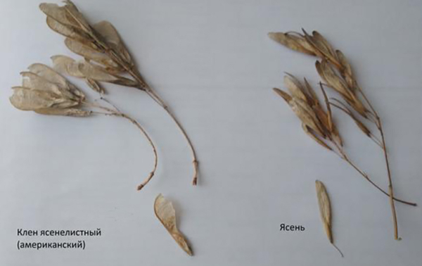&laquo;Листья кленовые падают с ясеня&raquo;: Законодатели ополчились против &laquo;зеленого друга&raquo;&nbsp;&mdash; сорняк, говорят